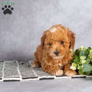 Frisky, Toy Poodle Puppy
